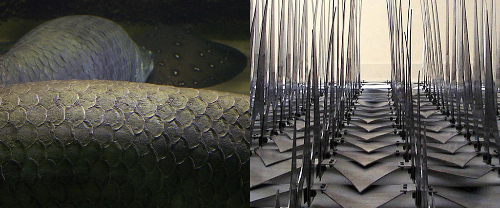 comparativa de proceso creativo entre la piel cubiertas de escamas de un pez y la escultura articulada "escamas mecánicas"