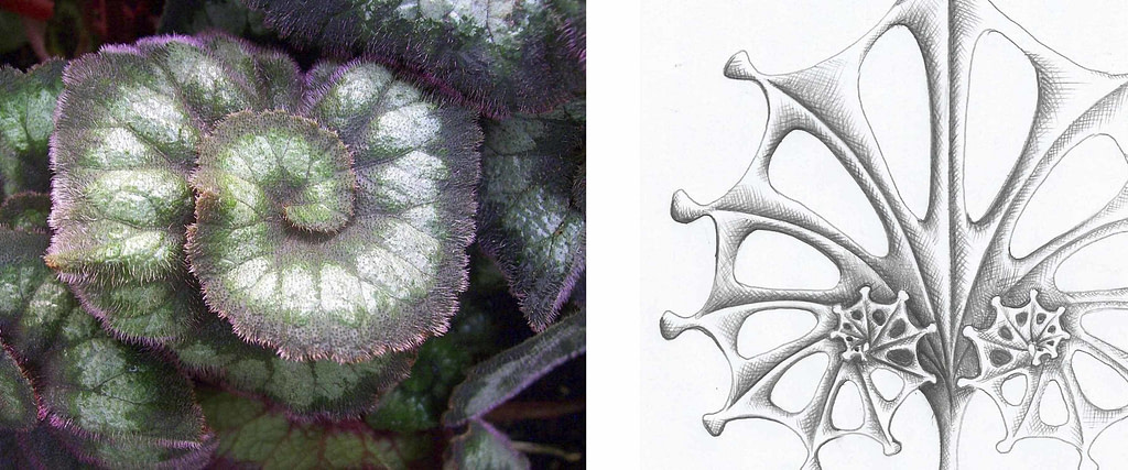 comparativa de proceso creativo entre la hoja de una begonia escargot y dibujo y boceto para escultura "escargot"