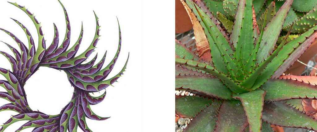 comparativa de proceso creativo entre impresión gráfica en gicleé y planta de sábila o aloe vera