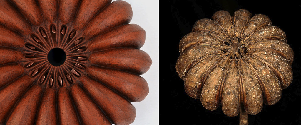 comparativa de proceso creativo entre la semilla del hura crepitans y la escultura de la serie semillas "Jabillo"