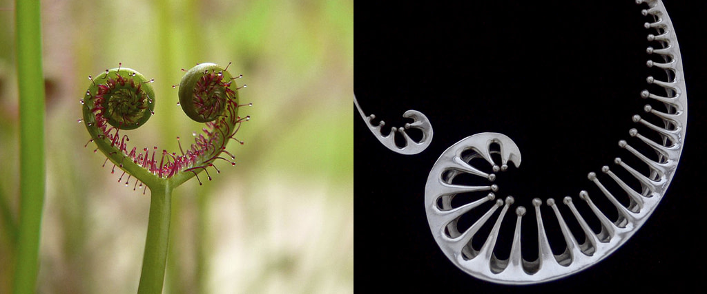 comparativa de proceso creativo entre la planta carnívora drosera y el collar de plata 9.25 "Drosera"